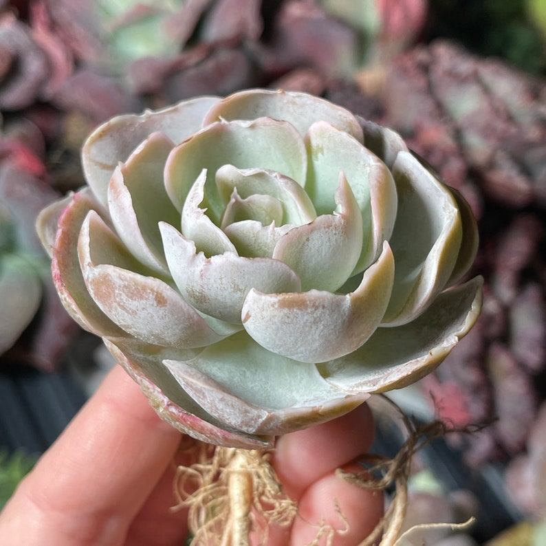 Echeveria Vivian Rare Succulent FarmhouseSucculentCo