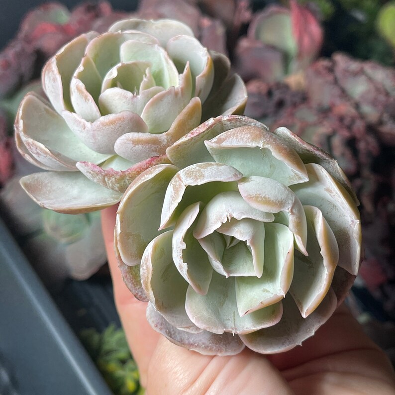 Echeveria Vivian Rare Succulent FarmhouseSucculentCo