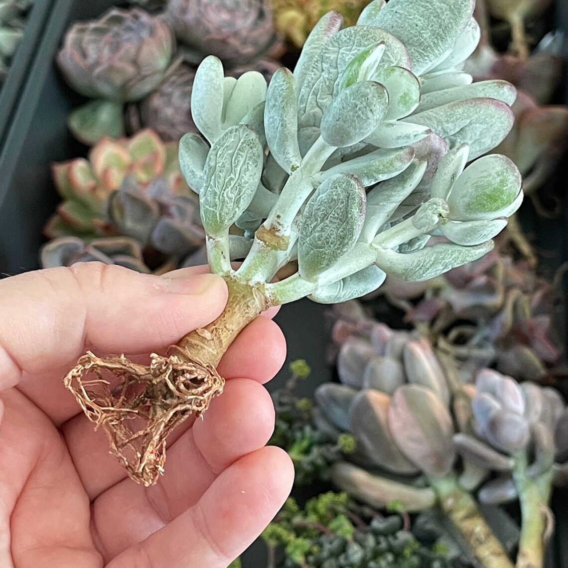 What to include in a resume image