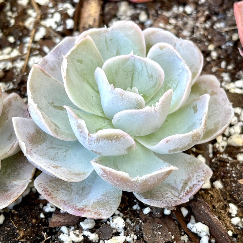 Echeveria Vivian Rare Succulent FarmhouseSucculentCo