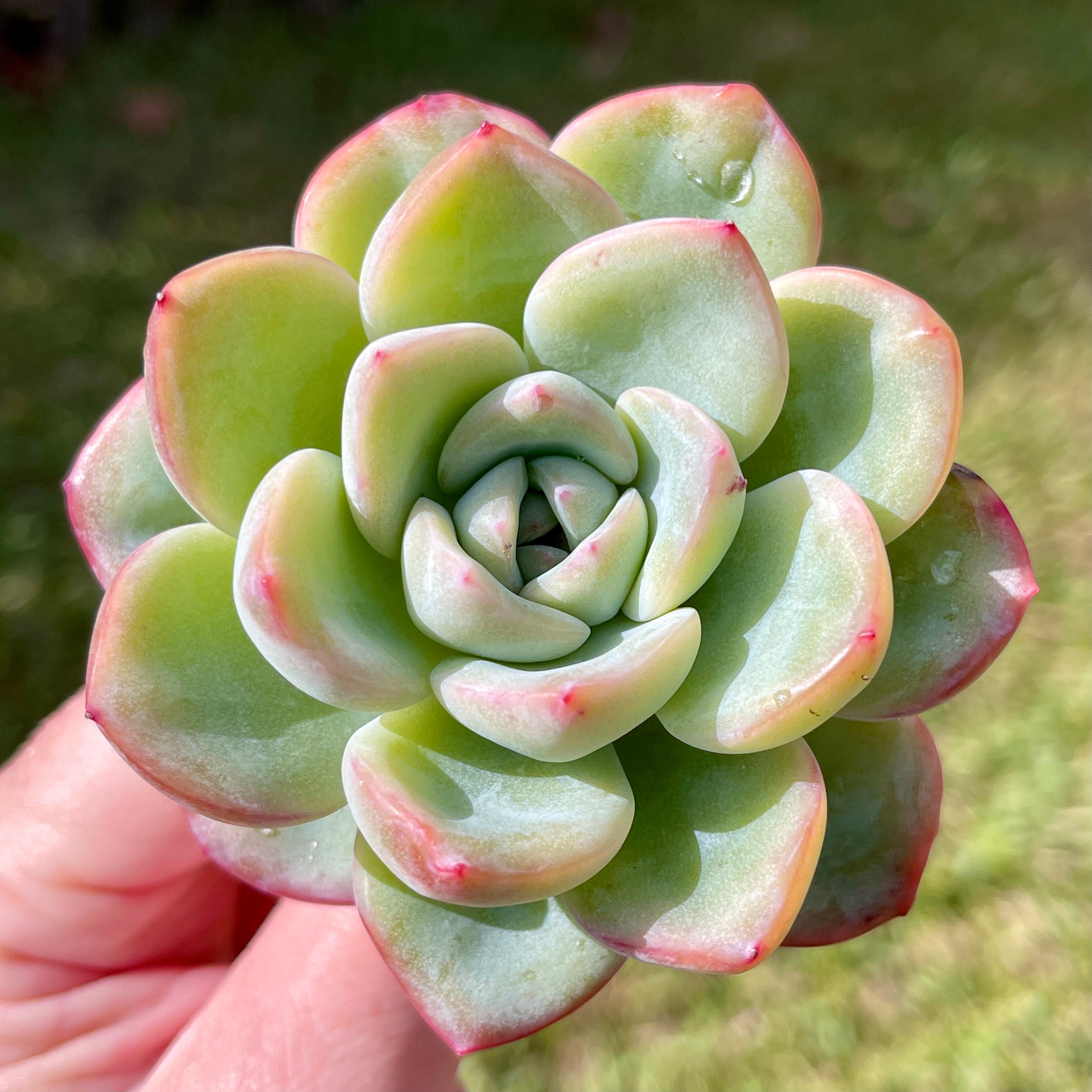 Outdoor & Gardening Echeveria Amabile Rare Succulents Plants Succulents & Cacti etna.com.pe