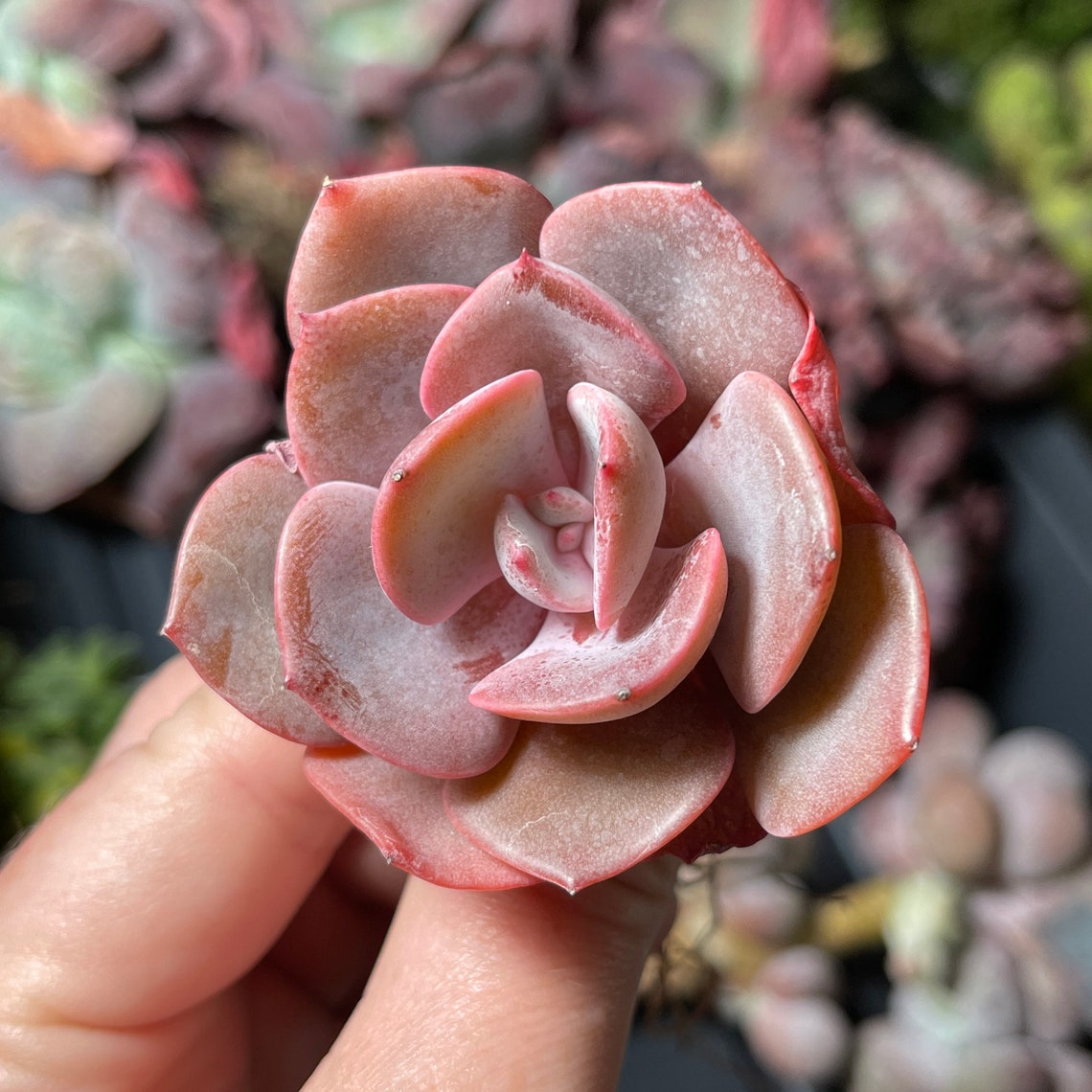 Echeveria Dusty Rose / Rare Succulent / Farmhousesucculentco | Etsy
