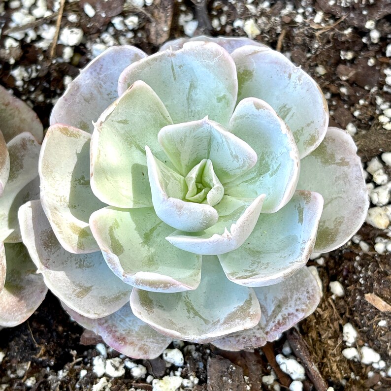 Echeveria Vivian Rare Succulent FarmhouseSucculentCo