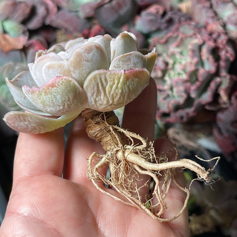 Echeveria Vivian Rare Succulent FarmhouseSucculentCo