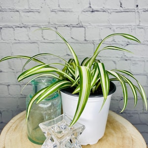 Variegated Spider Plant