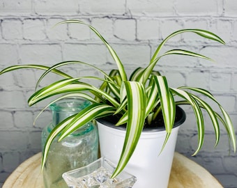 Variegated Spider Plant
