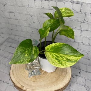 Marble Queen Pothos