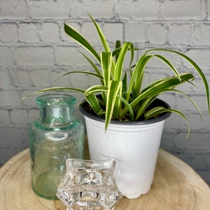 Reverse Variegated Spider Plant