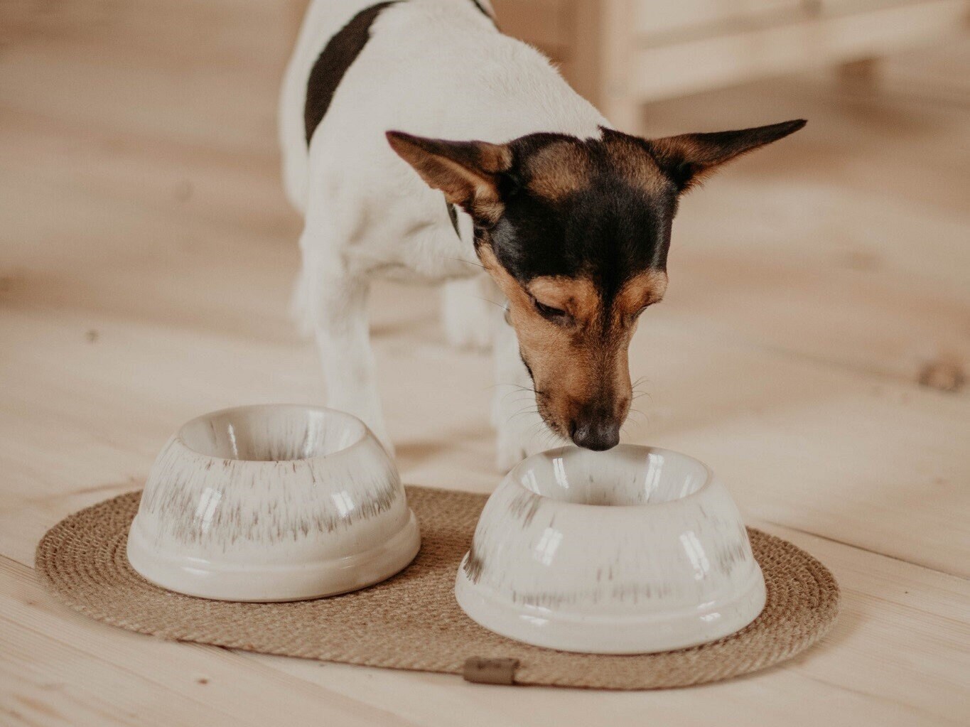 Buy Dog Bowl Set Online In India - Etsy India