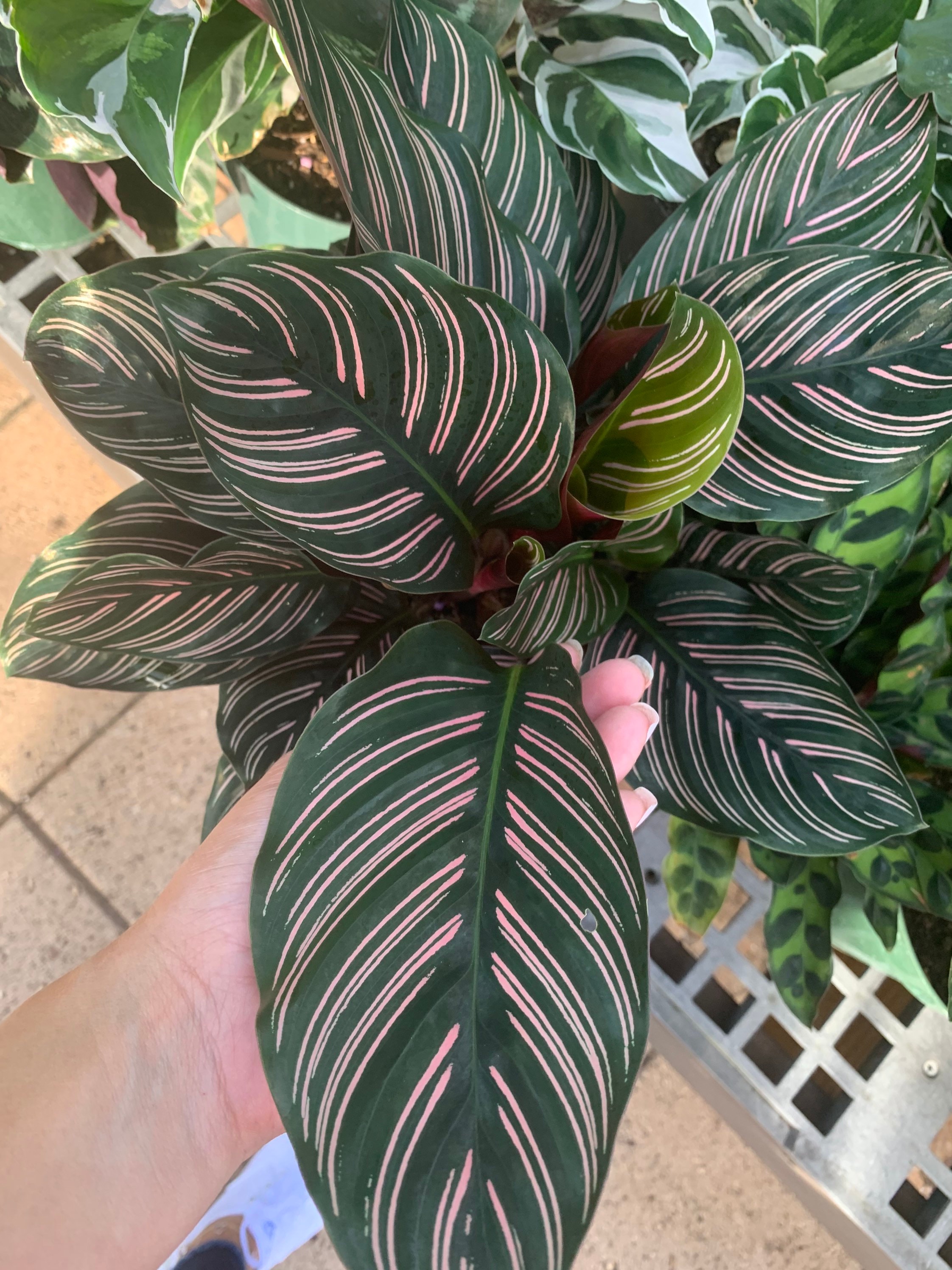 Calathea Ornata Pinstripe Plant live Etsy
