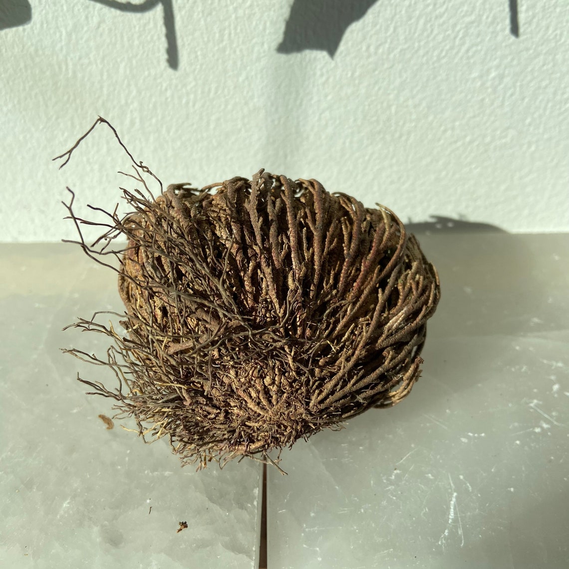 Rose of Jericho Resurrection Plant Etsy
