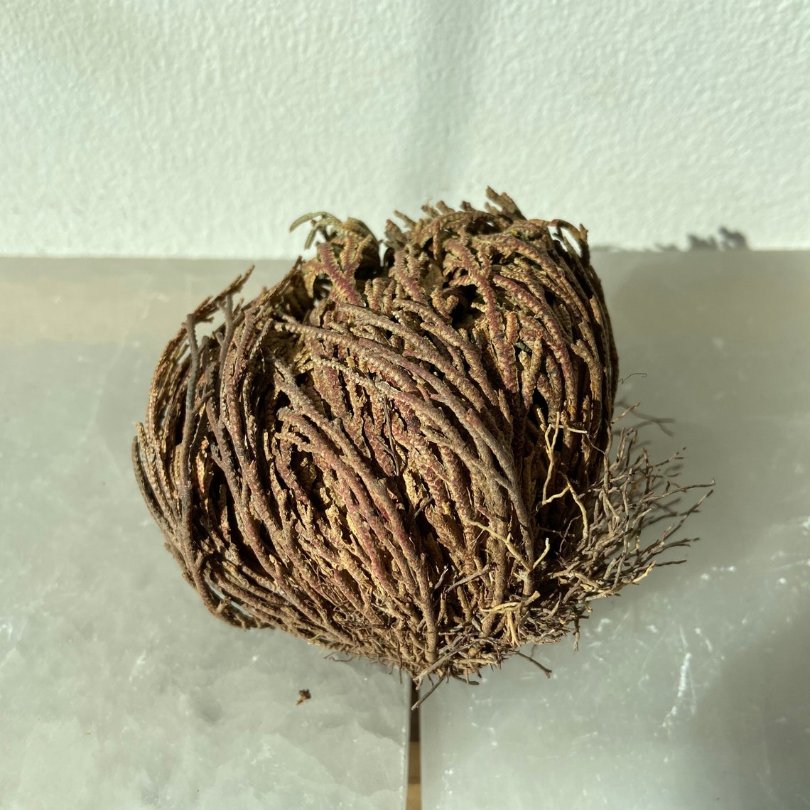 Rose of Jericho Resurrection Plant Etsy