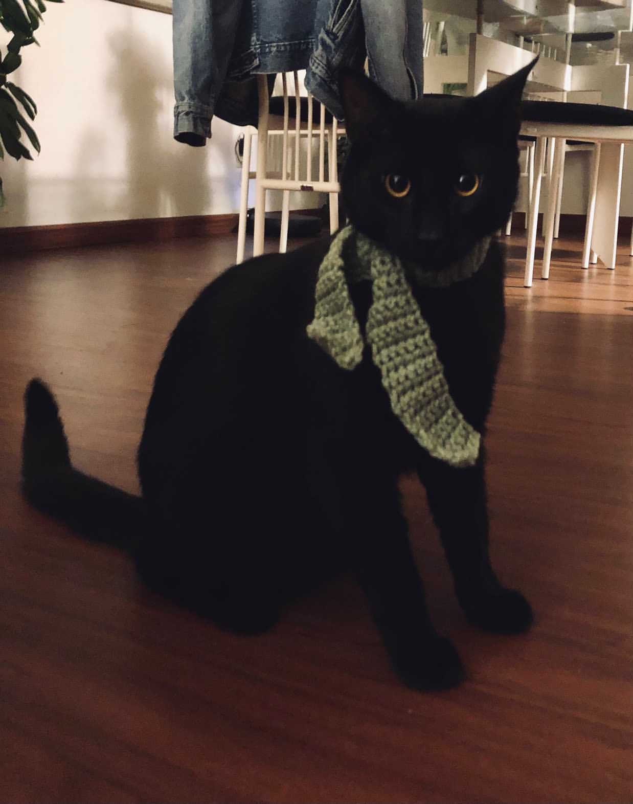 Harry Potter house cat scarf!