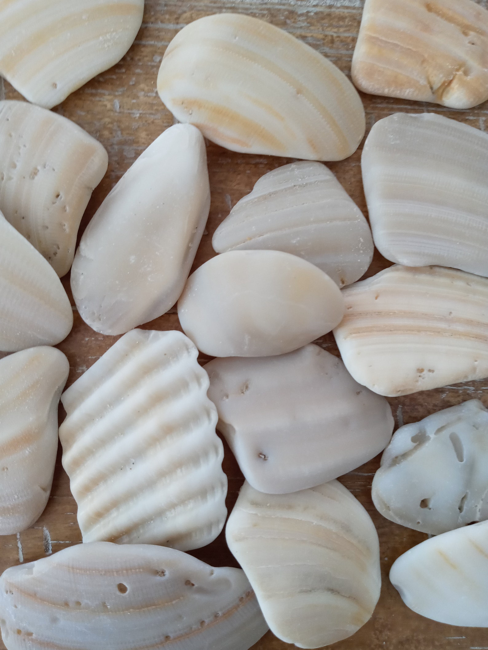 34 Broken Seashell Pieces Natural Smooth Shells Jewelry Etsy