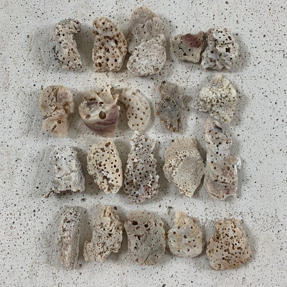 Natural Holey SHELL Pieces Seashells Beach Supplies Jewelry Making Craft