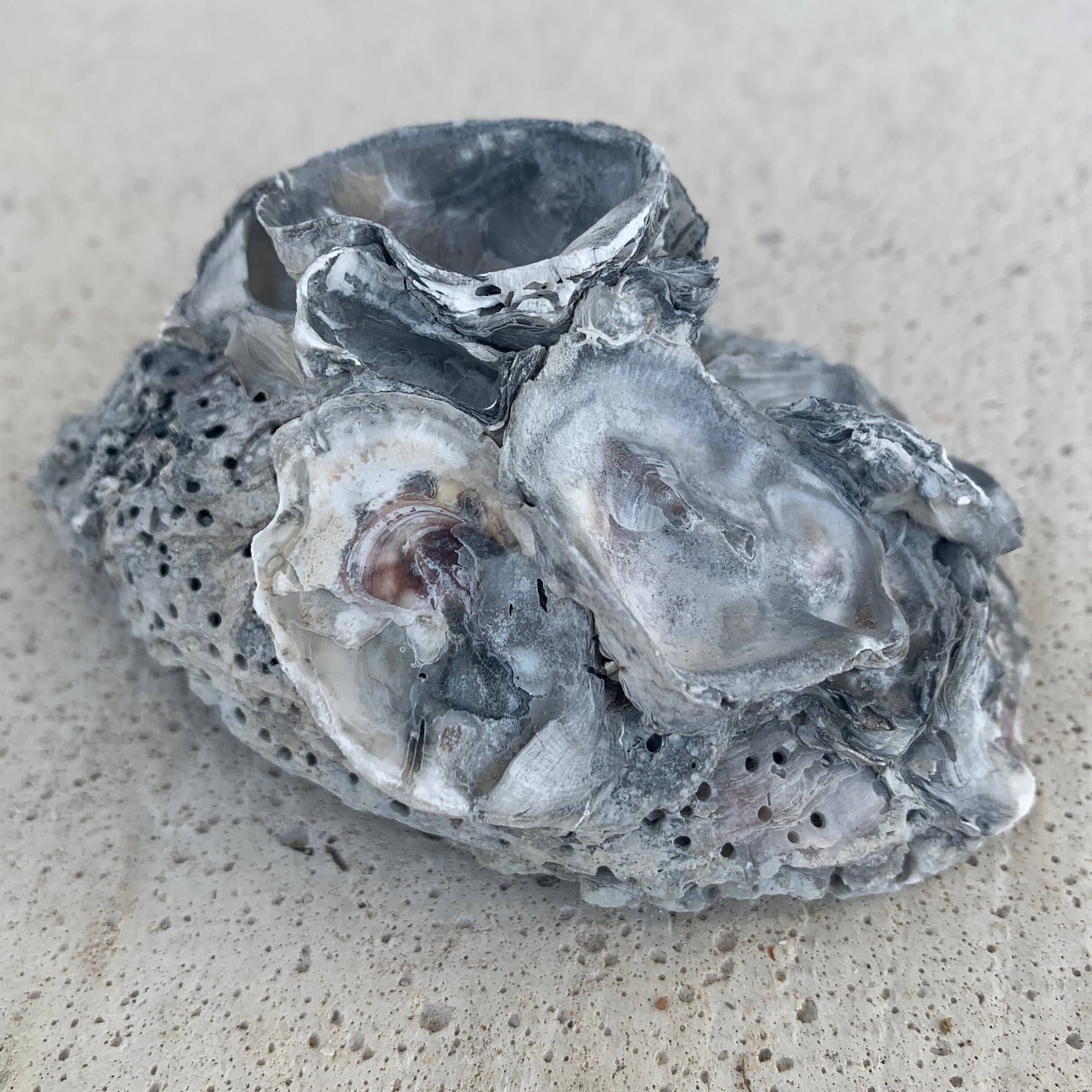 SUPPLY Cluster Oyster Shell Shell Centerpiece Natural Shell Rustic ...