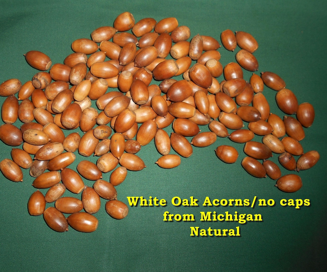 Michigan White Oak Acorns (REAL Acorns)/no Caps/dried for Crafts or ...