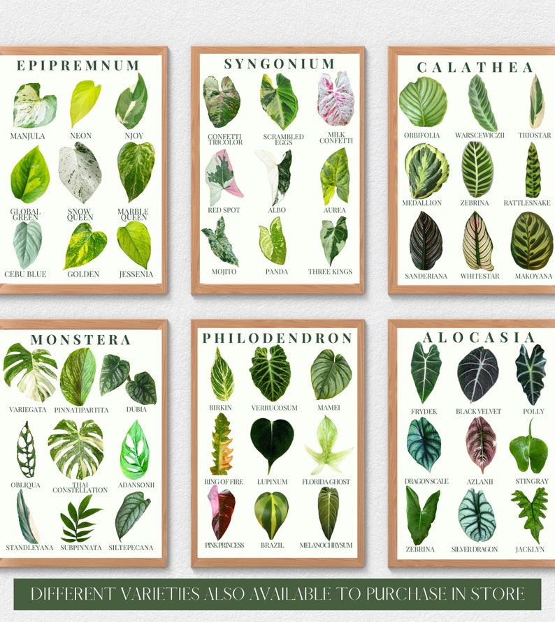 Calathea Varieties Plant Botanical Print Plant Identification - Etsy