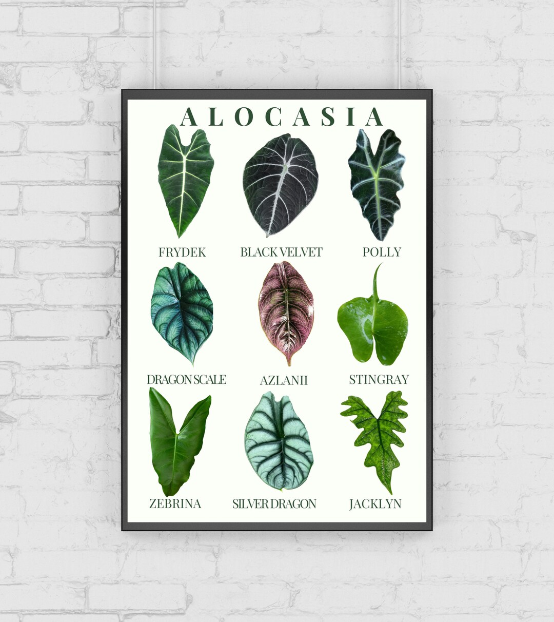 Alocasia Varieties Botanical Print, Plant Identification Chart, Plant