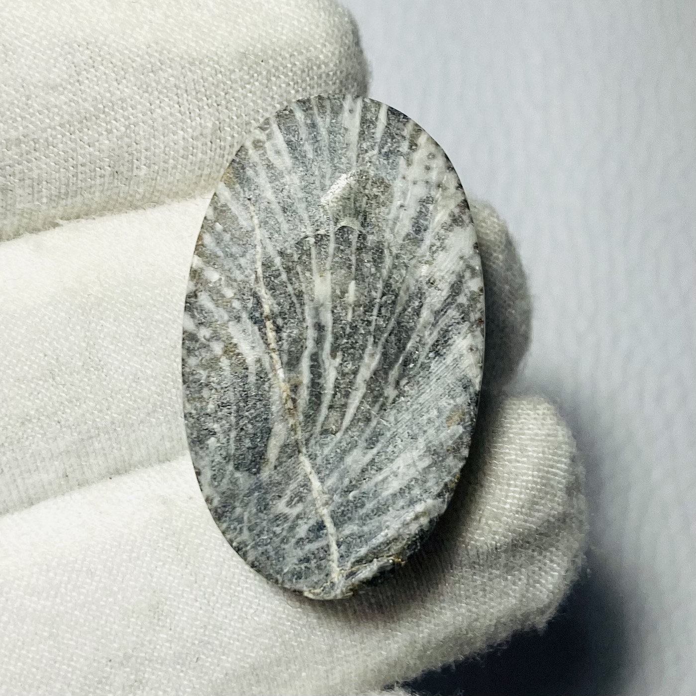 Natural Black Fossil coral cabochon 30x18x6mm 25Cts #MU-2780 Natural Black Fossil coral cabochon 30x18x6mm 25Cts #MU-2780
