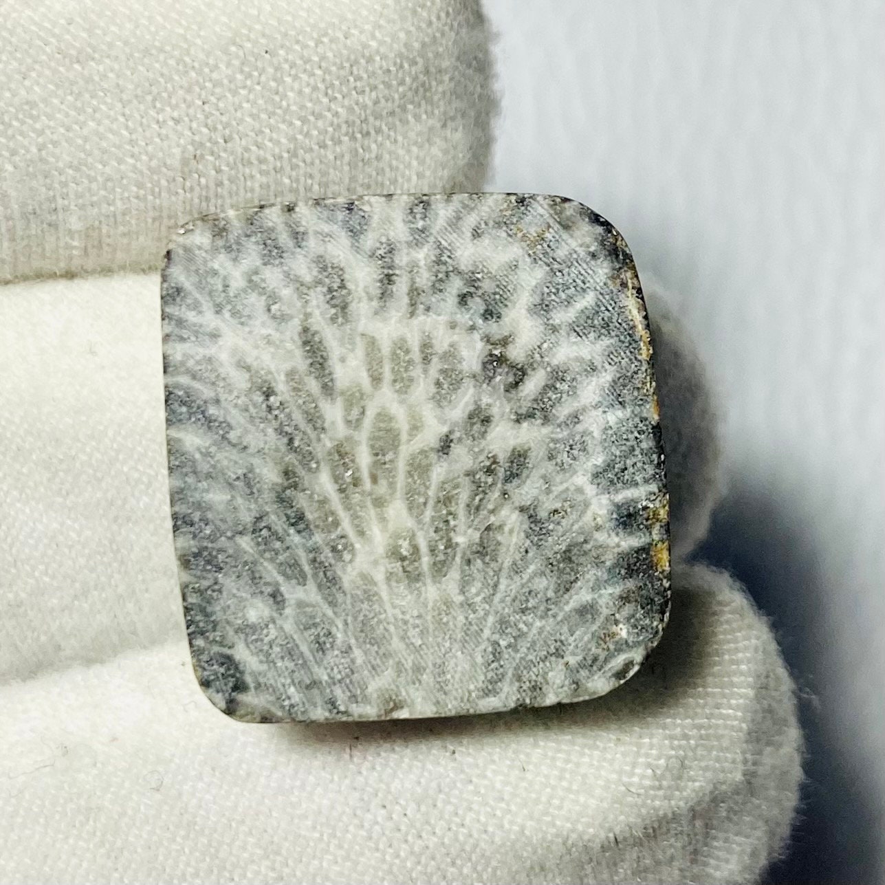 Natural Black Fossil coral cabochon 30x18x6mm 25Cts #MU-2780 Natural Black Fossil coral cabochon 30x18x6mm 25Cts #MU-2780