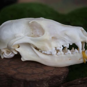 Natural Fox Bone | Professionally Cleaned, Artisan Prepared Specimen for Bone Art, Crafts, Curiosity, Gothic Decor