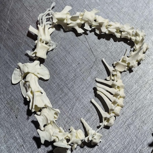 May include: A string of off-white, bleached animal vertebrae bones arranged in a circular shape. The individual bone segments are connected by a thin, light-colored string that runs through the center of the spinal column pieces.