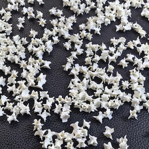 Op de afbeelding: Een verzameling kleine, witte, botachtige objecten verspreid over een donker oppervlak. De objecten hebben een complexe, stervormige vorm en zijn waarschijnlijk wervels. De afbeelding is goed belicht, waardoor de textuur en vorm van elk stuk worden benadrukt.