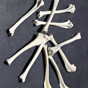 Könnte beinhalten: Eine Sammlung kleiner, cremefarbener Tierknochen, darunter lange, schlanke Knochen und kürzere, dickere Knochen. Die Knochen sind auf einer dunklen, strukturierten Oberfläche angeordnet, wobei sich einige überlappen. Die Beleuchtung erzeugt Schatten.