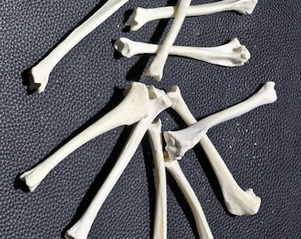 Zestaw 10 kości nóg lisa rudego (3,8–4,5 cala) | Oczyszczone naturalne kawałki kości do biżuterii, rękodzieła, osobliwości, taksydermii