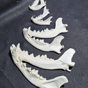 May include: Several off-white animal jawbones of varying sizes are arranged on a dark, textured surface. The bones display visible teeth and unique shapes, suggesting a collection of skeletal specimens. The arrangement creates a visual display of natural history.