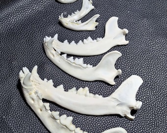 Authentieke dierenkaakbeenset | Coyote, rode vos, bobcat en nerts | Professioneel gereinigd voor botkunst, handwerk en display