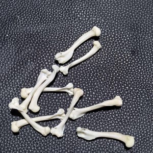 Pode incluir: Um conjunto de pequenos ossos esbranquiçados, possivelmente de aves, espalhados sobre uma superfície escura e texturizada. Os ossos variam em tamanho e forma, com extremidades arredondadas e eixos curvos. A iluminação destaca a estrutura óssea.