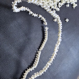 May include: A collection of off-white, articulated bone segments, possibly vertebrae, are arranged in a necklace-like form. A cluster of similar bones is in the background. The objects are on a dark, textured surface.