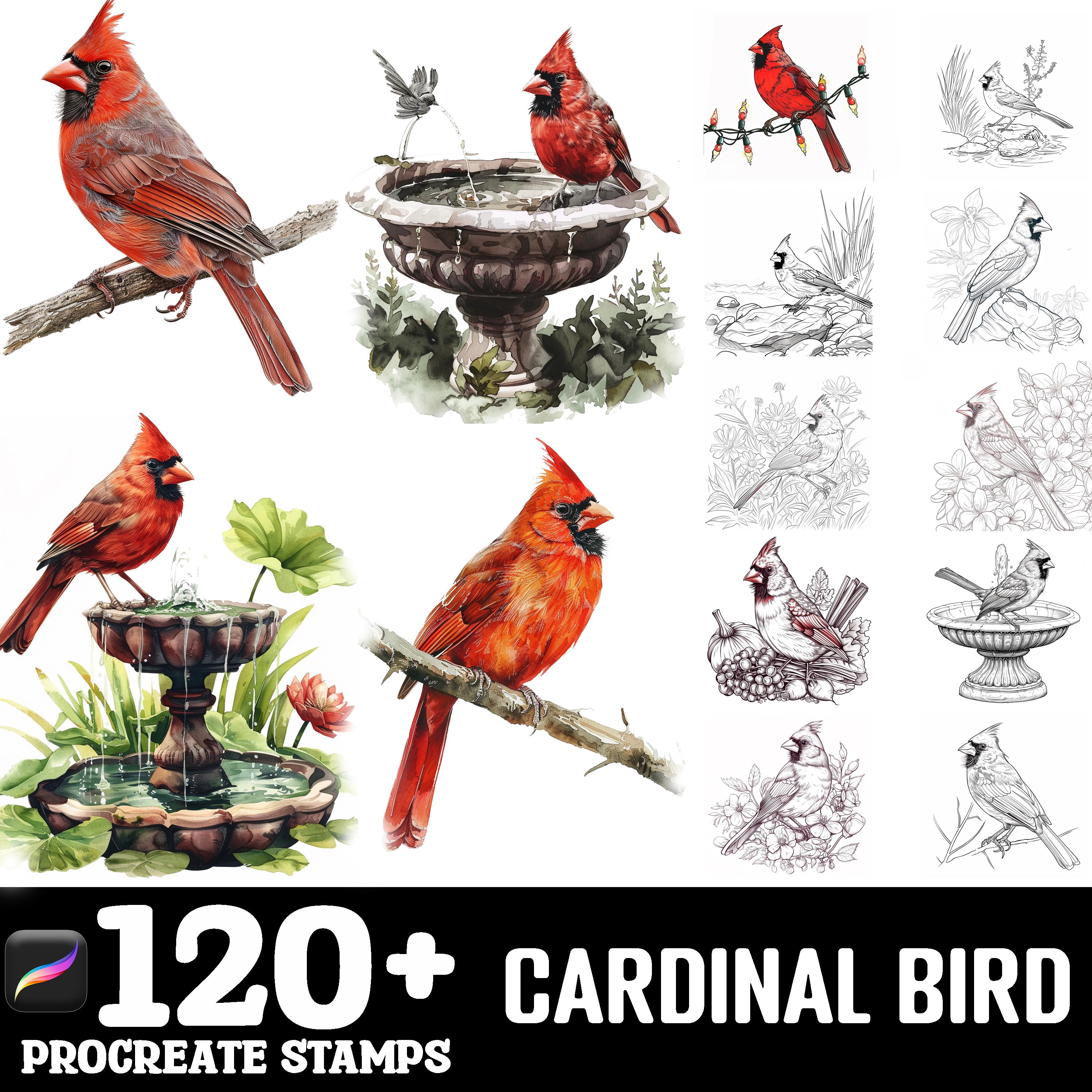 Juego de 150+ pinceles Procreate de cardenal – Sellos de naturaleza para dibujo en iPad