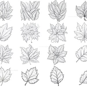 100+ Leaf Procreate Brush Set | Unique Leaf Stamp Brushes | Instant ...