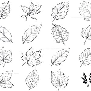 100+ Leaf Procreate Brush Set | Unique Leaf Stamp Brushes | Instant ...