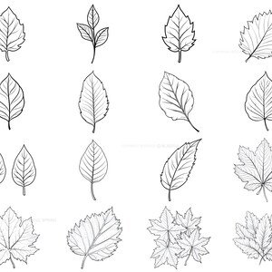 100+ Leaf Procreate Brush Set | Unique Leaf Stamp Brushes | Instant ...