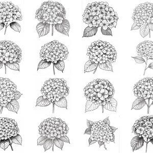 150+ Hydrangea Procreate Brush Set | Stamps for Procreate | Instant ...