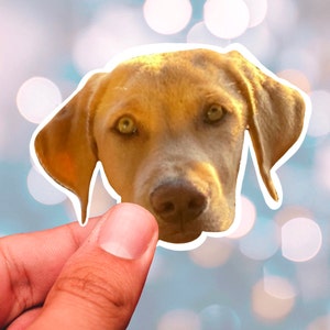 Pegatinas personalizadas para mascotas