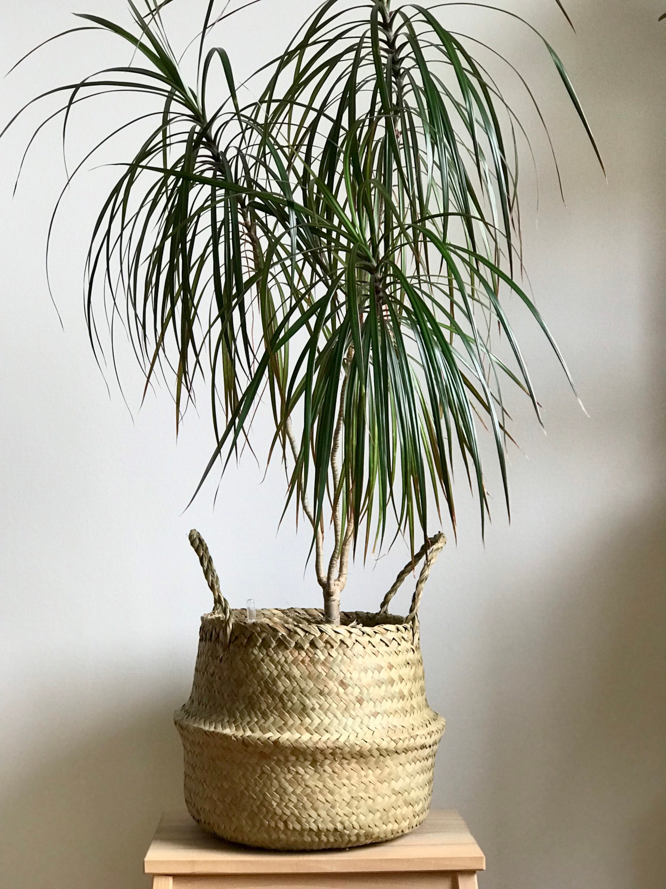 Panier Boule Naturel mm