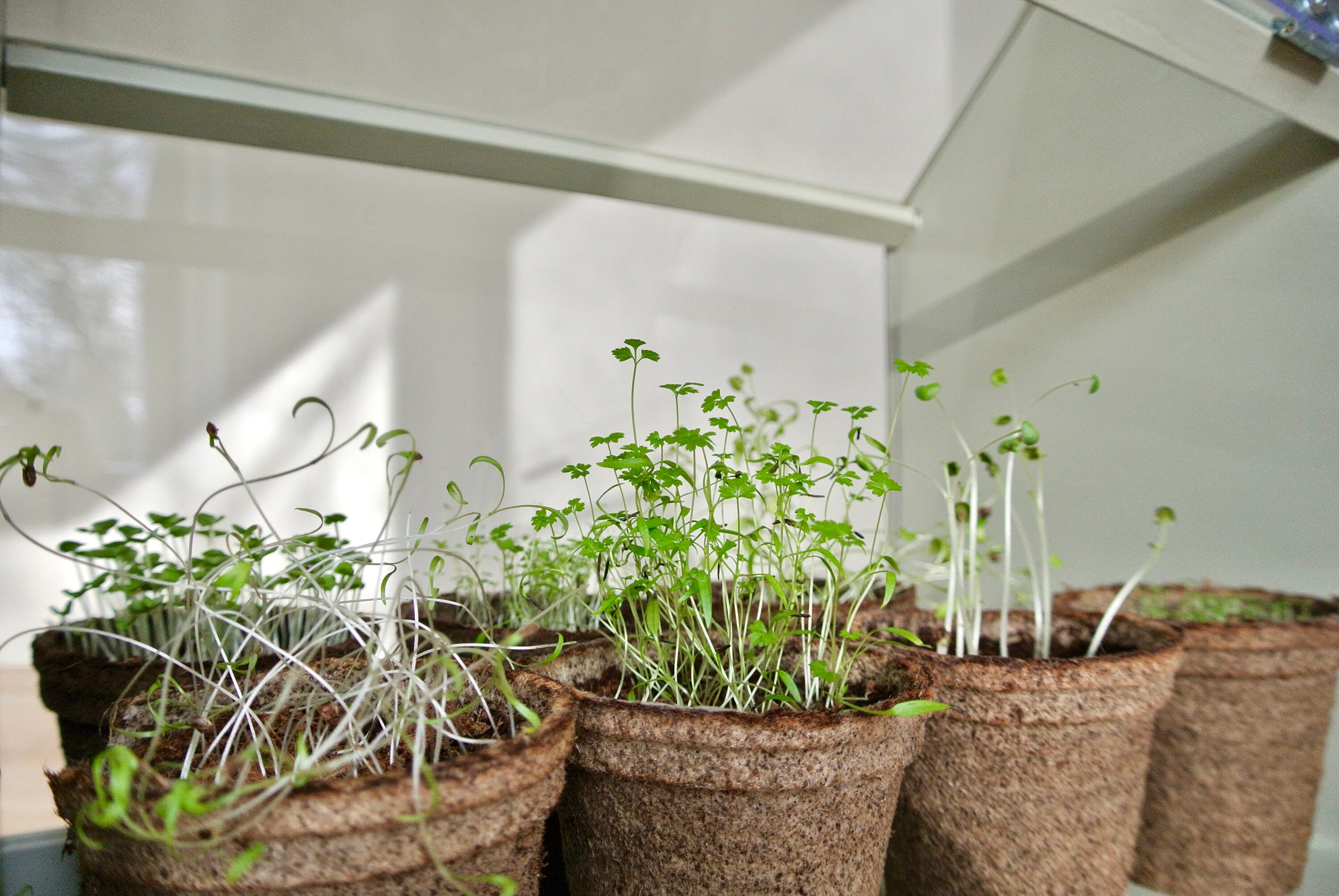 Mini Greenhouse Windowsill Greenhouse Indoor Greenhouse Plants Display