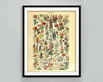 Adolphe Millot Poster Fleurs Vintage Blumen Druck Wohnkultur botanische Druck druckbare Wand Kunst Wildblumen Drucke Larousse digitaler Download