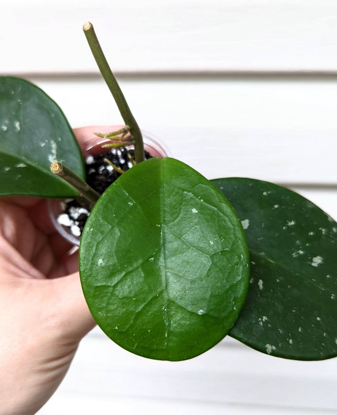 Hoya David's Green Cup SMS Etsy