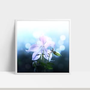 Purple Columbine Flower, Colorado Photography, Fine Art Photography, Wall Art, Home Decor, Print Picture - Jennifer Camp Photography