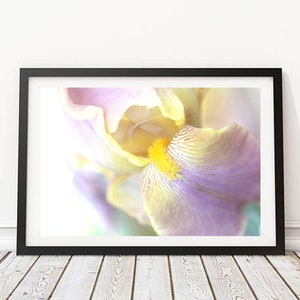 Purple Lavender Iris Flower - Wall Art, Home Decor Photography - Jennifer Camp Photography