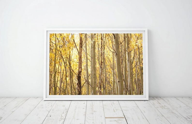 Gold Aspen Trees Autumn Landscape - Colorado Fine Art Photography - Etsy
