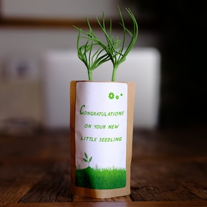 Cadeau d'arbre de félicitations pour bébé, nous plantons 10 arbres supplémentaires