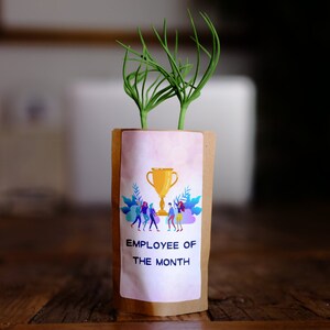 Cadeau d'arbre de l'employé du mois, nous plantons 10 arbres supplémentaires