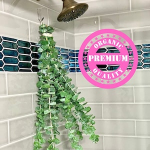 Fresh Shower Eucalyptus Plant, Hanging Plant Bunch, Eucalyptus Stems Hanging In Shower, Eucalyptus Plants Organic, Plants for Bathroom Decor